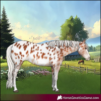 Horse Color:White Spotted Silver Brown Appaloosa 