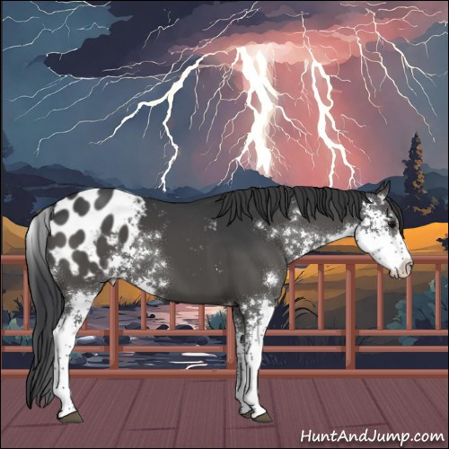 Horse Color:Black Sabino Appaloosa 