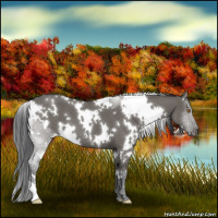 Horse Color:White Spotted Grullo Roan 
