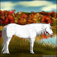 Horse Color:Grullo Sabino