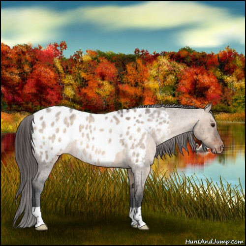 Horse Color:Brown Roan Dun Appaloosa 