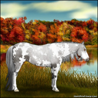 Horse Color:White Spotted Grullo Sabino