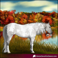 Horse Color:White Spotted Grullo Roan 
