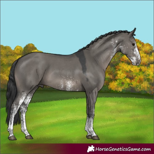 Horse Color:White Spotted Grullo