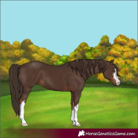 Horse Color:White Spotted Liver Chestnut 