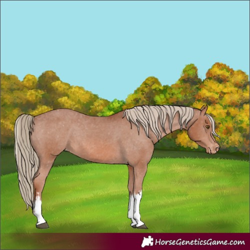 Horse Color:White Spotted Chestnut Appaloosa Rabicano 