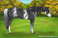 Horse Color:White Spotted Black 