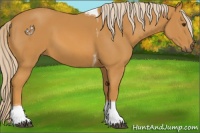 Horse Color:Palomino Tobiano 