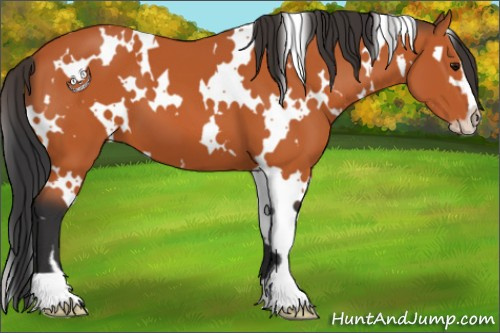Horse Color:White Spotted Bay Sabino 