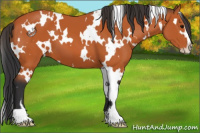 Horse Color:White Spotted Bay Sabino 