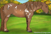 Horse Color:White Spotted Chestnut 