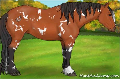 Horse Color:White Spotted Bay 