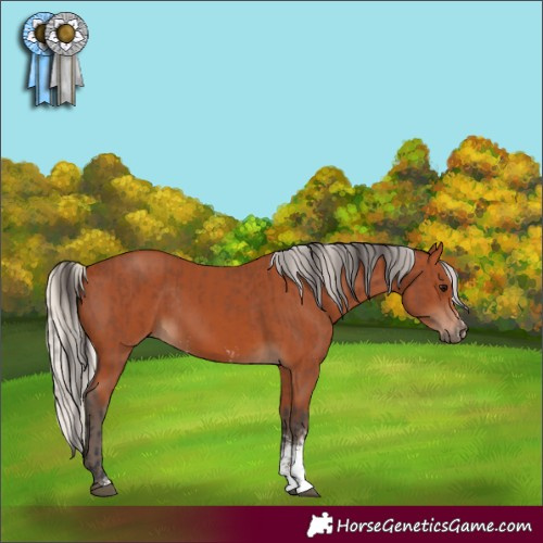 Horse Color:Bay Sabino Rabicano  and Silver Bay Sabino Rabicano 