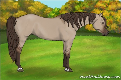 Horse Color:Liver Red Dun 
