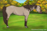 Horse Color:Liver Red Dun 