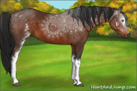 Horse Color:Gray White Spotted Buckskin 