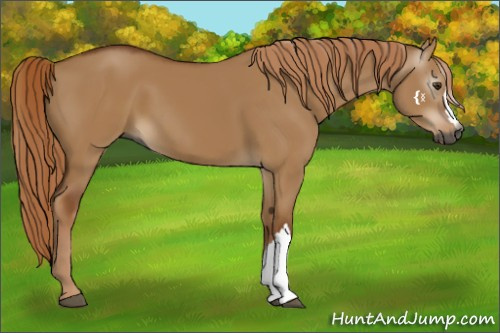 Horse Color:Gray Red Dun 
