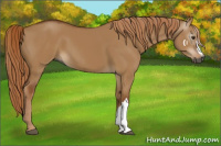 Horse Color:Gray Red Dun 