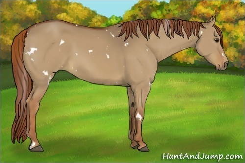 Horse Color:White Spotted Red Dun 