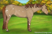Horse Color:White Spotted Red Dun 