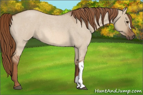 Horse Color:Red Dun Roan 