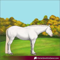Horse Color:Smoky Creme Roan Dun 