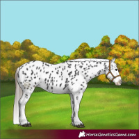 Horse Color:Black Near Leopard Rabicano