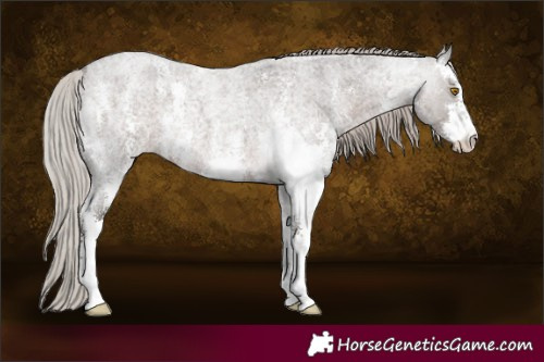 Horse Color:Silver Blue Roan Sabino 