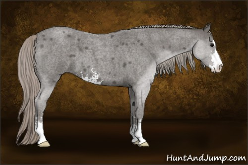 Horse Color:Silver Blue Roan Sabino 