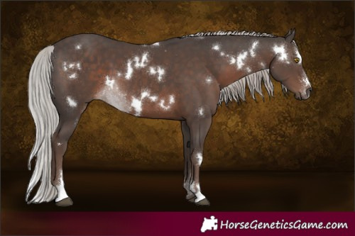 Horse Color:White Spotted Silver Black Sabino 
