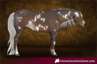 Horse Color:White Spotted Silver Black Sabino 