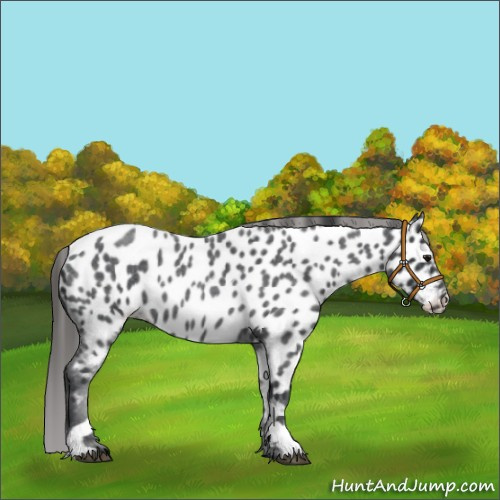Horse Color:Blue Roan Appaloosa