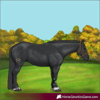 Horse Color:Black 