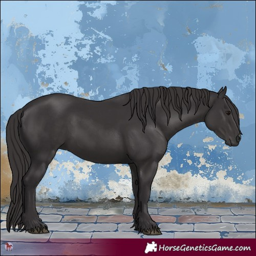Horse Color:Smoky Black 
