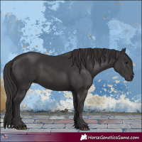 Horse Color:Smoky Black 