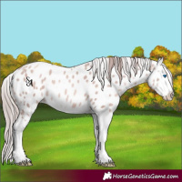 Horse Color:Platinum Gold Champagne Splash Near Leopard 