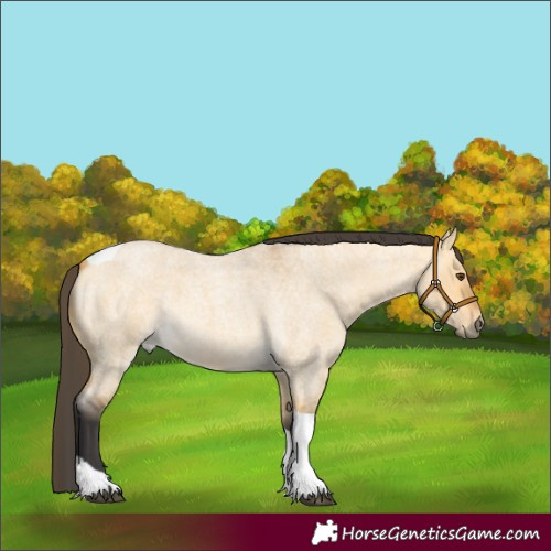 Horse Color:Buckskin Roan Dun Tobiano 