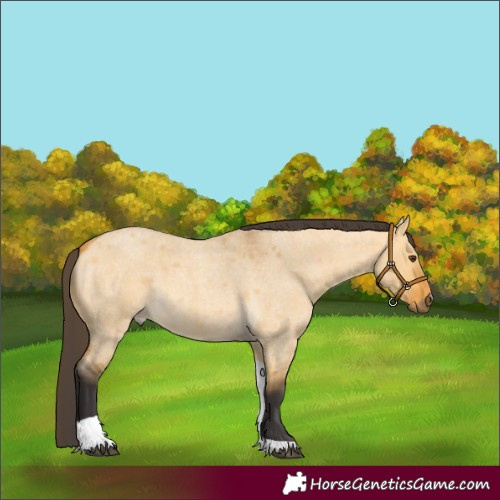 Horse Color:Buckskin Roan Dun Tobiano 
