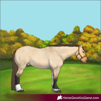 Horse Color:Buckskin Roan Dun Tobiano