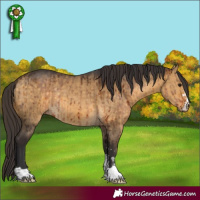 Horse Color:Brown Dun Brindle  and Buckskin Dun Brindle 