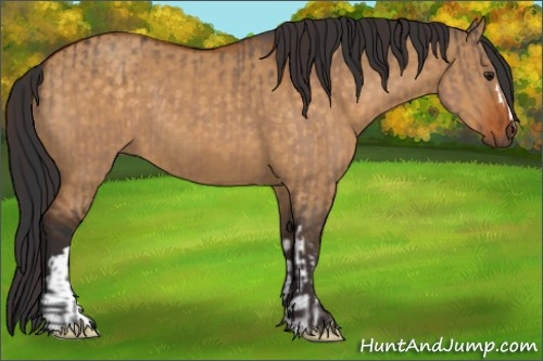 Horse Color:Brown Dun  and Buckskin Dun 
