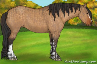 Horse Color:Brown Dun  and Buckskin Dun 