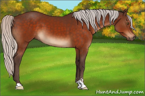 Horse Color:Silver Bay Sabino