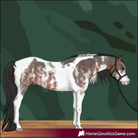 Horse Color:Brown Sabino Tobiano