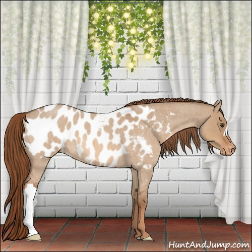 Horse Color:Red Dun Roan Appaloosa
