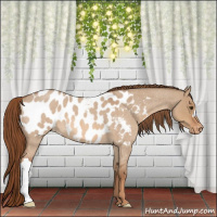 Horse Color:Red Dun Roan Appaloosa 