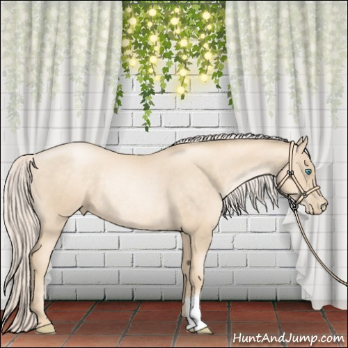 Horse Color:Gold Cream Champagne Pearl Rabicano 