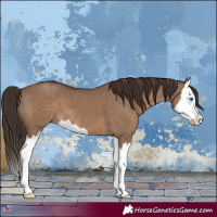 Horse Color:Liver Red Dun Splash 