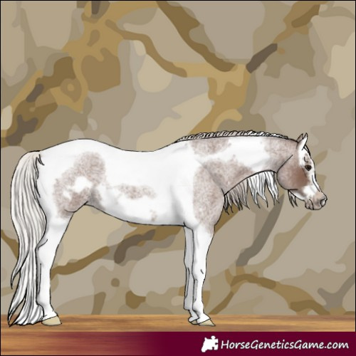 Horse Color:Silver Blue Roan Splash Tobiano Frame 