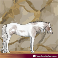 Horse Color:Silver Blue Roan Splash Tobiano Frame